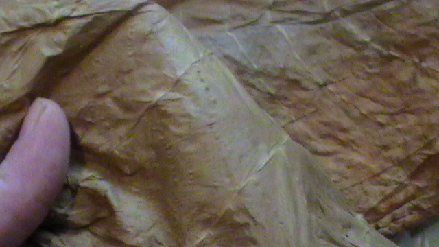 S1770020.JPG