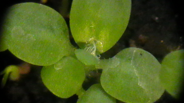 S1140022.JPG