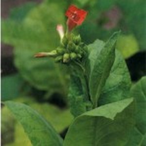 flowers_kvituru_19-150x150.jpg