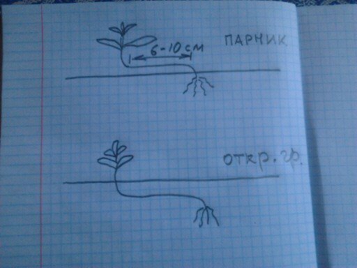 посадка.jpg