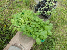 DSCN4264_1.jpg