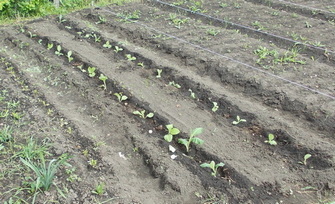 DSCN4265_2.jpg