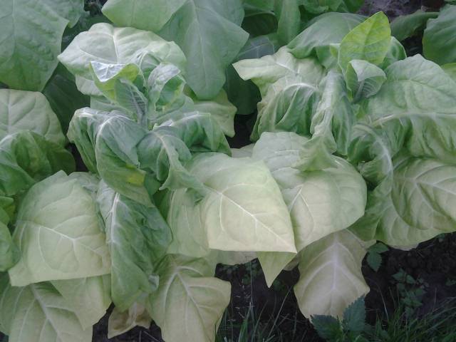 20200710_195007.jpg