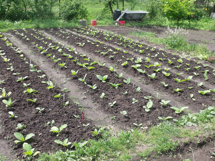 DSCF3217.jpg