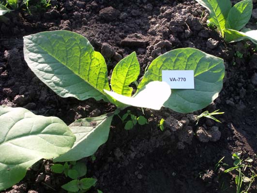 va-770.jpg