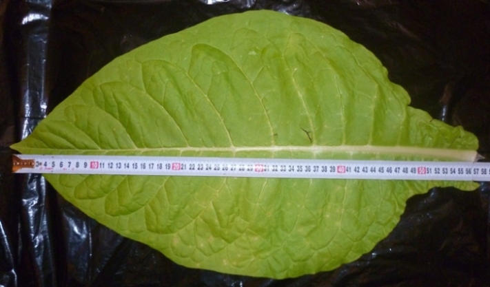 P1020129_Kentucky_leaf_lenght.JPG