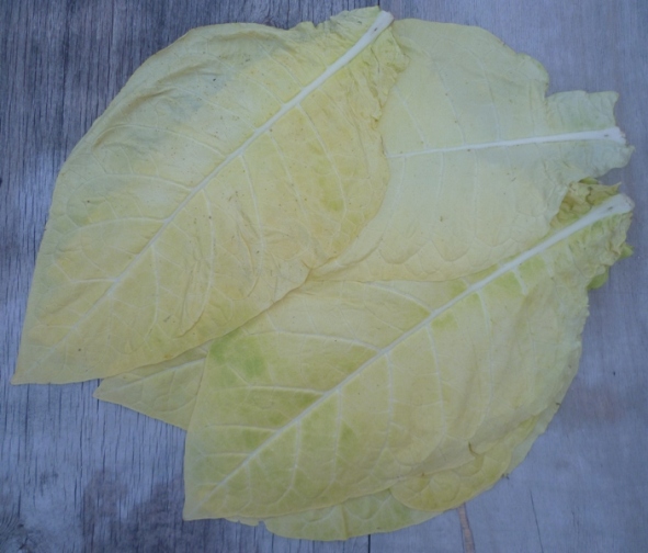 P1020133_Kentucky_yellow.JPG