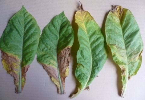 P1020200_Havana_leaf.JPG