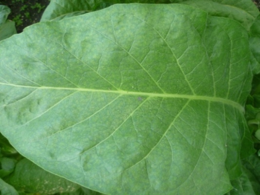 P1020199_Havana_leaf_2.JPG