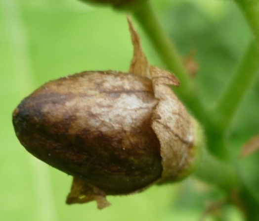P1020152_Trapezond_pod.JPG
