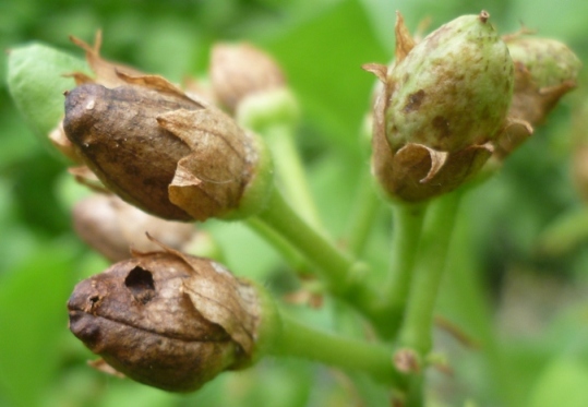 P1020157_Trapezond_pods.JPG