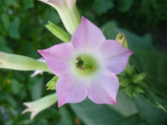P1020204_Flower_SL_dark_green.JPG