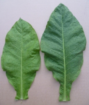 P1020212_Leaf_SL_comparison_top.JPG