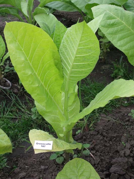greenviile-107_1.jpg