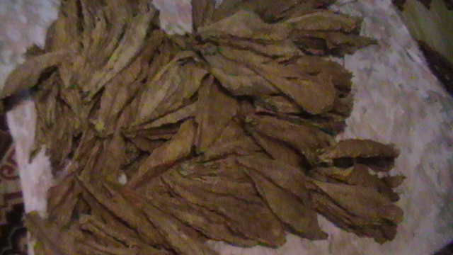 S1590022.JPG