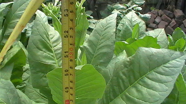 S1530002.JPG