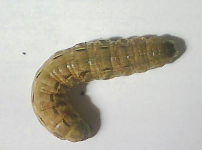 gusenica.jpg